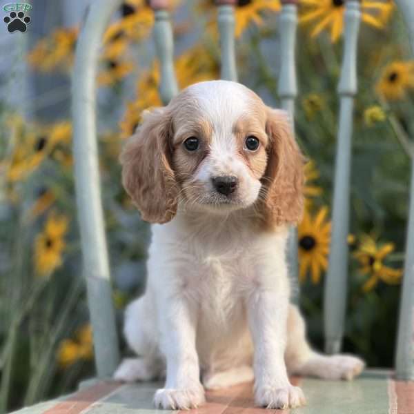 Dash, Cavapoo Puppy